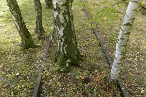 Birch trees, track road, Schoeneberger Suedgelaende nature Park