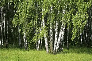 Birch trees with young foliage in a summer forest