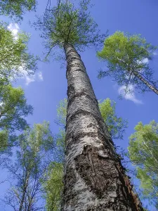 Birch trunk, view of the tree from the bottom up