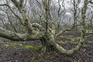 Birch trunks (Betula pendula), Amrum