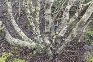 Birch trunks (Betula pendula), Amrum