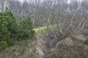 Birch trunks (Betula pendula), Amrum