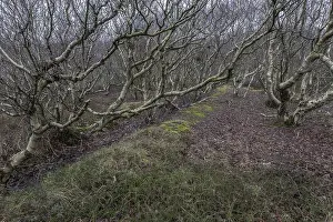 Birch trunks (Betula pendula), Amrum