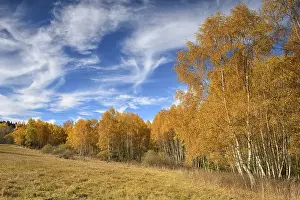 Birches (Betula) in autumn, sumava National Park