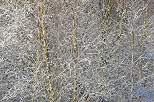 Birches (Betula), branches and twigs with hoarfrost