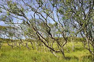 Birches (Betula), forest with bizarrely grown trees