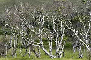 Birches (Betula), forest with bizarrely grown trees