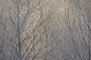 Birches (Betula), ice crystals shine in rainbow colours on branches and twigs