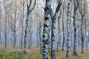 Birches, birch forest, Hesse, Germany, Europe