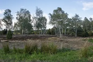 Birches, Birch Grove, Lueneburg Heath