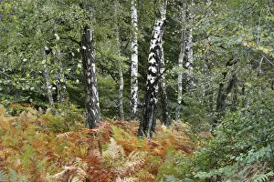 Birches and Bracken, Betula spec (Pteridium aquilinum)
