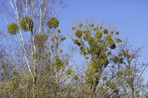 Birches, mistletoe, Schoeneberger Suedgelaende nature Park