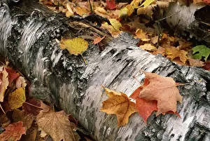 Birchstem and Sugar maples leafs