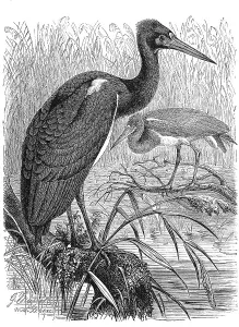 Bird, Abdim stork (Ciconia), rain stork or Abdim abdimi