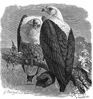Bird, African bird of prey of the hawk family