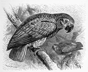 Bird, african grey parrot (Psittacus erithacus)