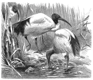 Bird, african sacred ibis (Threskiornis aethiopicus) or Pharaonic Ibis