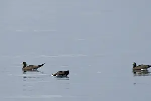 Bird, Alcatraz-pardo, Ilha do Mel
