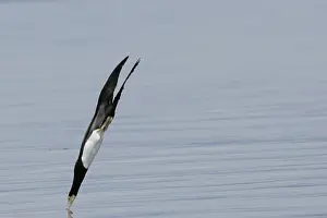 Bird, Alcatraz-pardo, Ilha do Mel