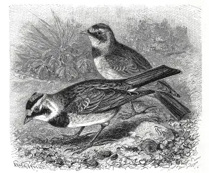 Bird, Alpine lark, Otocorys alpestris