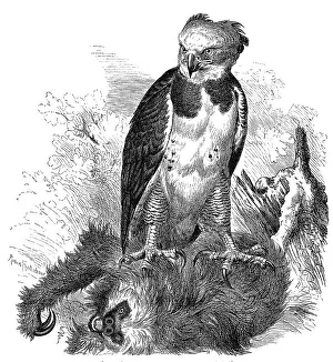 Bird, american harpy eagle (Harpia harpyja)