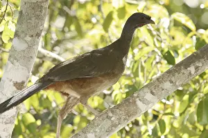 Bird, Aracua-pity-swampland