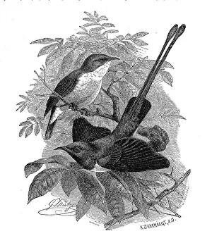 Bird, Archhoneys sucker, Nectarinia metallica