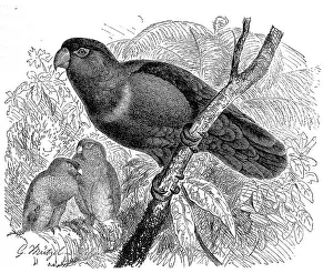 Bird, Archlory (Lorius domicella), syn