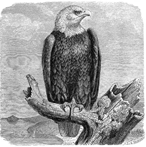 Bird, bald eagle (Haliaeetus leucocephalus)