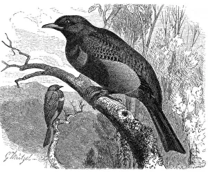 Bird, banded cotinga (Cotinga maculata)