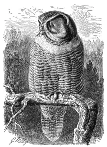 Bird, Barred Owl (Surnia ulula)