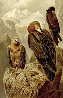 Bird, bearded vulture (Gypaetus barbatus)