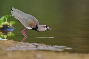 Framed Print : Bird bends down to drink at the water's edge