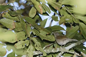 Bird, bird, Turdus-leucomelas, Guaruja