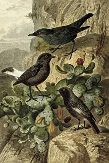 Bird, Birds, Blue Rock Thrush (Monticola solitarius)