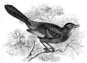 Bird, Birds, Catbird Crateropus carolinensis