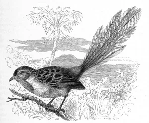 Bird, Birds, Emus hatchling, Stipiturus malachurus