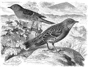 Bird, Birds, Forest-winged bird