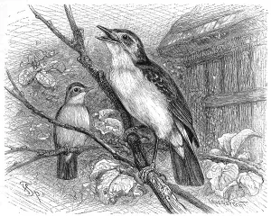 Bird, Birds, Garden Warbler, Hypolais philomela