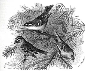 Bird, Birds, Golden-crowned kinglet (Regulus ignicapillus) (Phylloscopus)