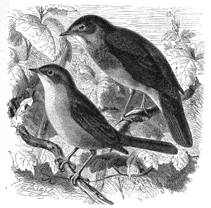 Bird, Birds, Nightingale, Erithacus luscinia and Thrush