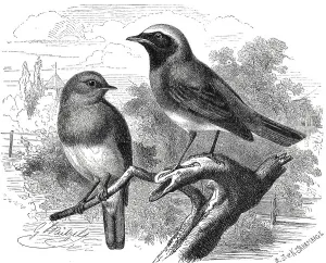 Bird, Birds, Robin, Erithacus rubeculus and Redstart (phoenicurus)