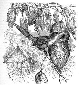 Bird, Birds, Tailor Bird, Orthotomus bennettii