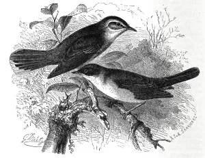 Bird, Birds, typical warbler (Sylvia) galactodes and Master Warbler