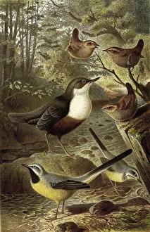 Bird, Birds, Waterchat or Water Starling Cinclu) aquaticus