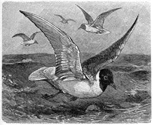 Bird, Black-headed Black-headed Gull (Larus ridibundus) syn