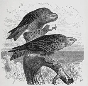 Bird, Black Kite (Milvus migrans) or Black Kite