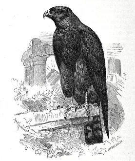 Bird, Black Kite (Milvus migrans) or Black Kite