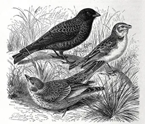 Bird, Black Lark, Alauda yeltoniensis