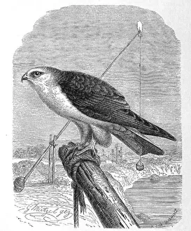 Bird, black-winged kite (Elanus caeruleus)